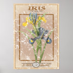 Iris seed packet - distressed posters