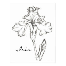 Iris Spring Flower Pen and Ink Drawing Post Card