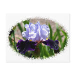 Iris-two toned purple postcards