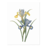 Iris Xiphium Post Cards