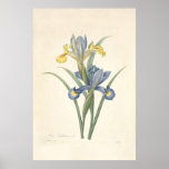 Iris Xiphium Poster
