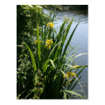 Irises growing on river bank at Canal Bank, Exeter Post Cards