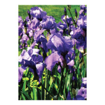 Irises Princess Royal Smith Custom Announcements