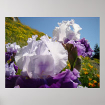 Irises Spring Meadow art prints Purple Iris Flower