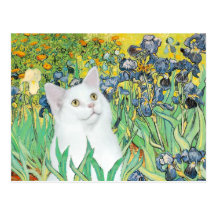 Irises - White cat Post Cards