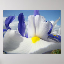 IRISES White Iris Flowers 15 Art Prints Posters