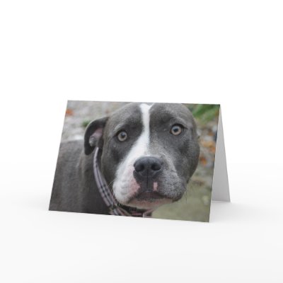 Irish Blue Staffordshire Terrier Dog Birthday Card by flowercarole
