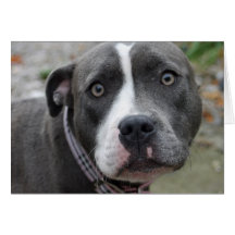Irish Blue Staffordshire Terrier Dog Birthday Card