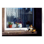 irish cat on a windowsill card