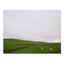 Irish Cows Postcard