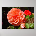 Irish Flower posters