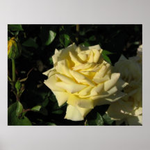 Irish Gold Hybrid Tea Rose 091 Print