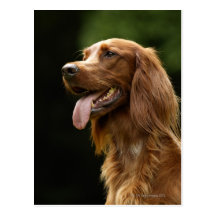 Irish Setter 2 Postcards