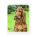 Irish Setter 9T004D-349 postcards