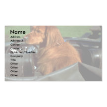 Irish Setter Business Card