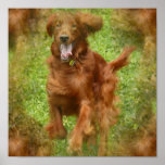 Irish Setter Dog Poster Print