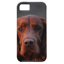 Irish Setter iPhone 5 Cover