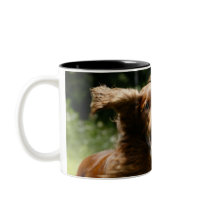 Irish Setter