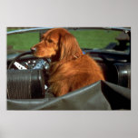 Irish Setter posters