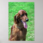 Irish Setter posters