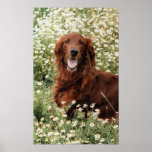 Irish Setter posters