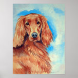 Irish Setter Poster Print