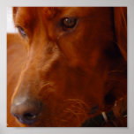 Irish Setter Print