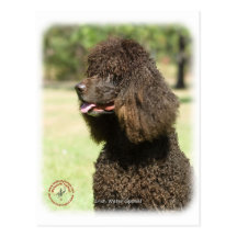 Irish Water Spaniel 9R032D-215 Post Card