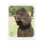 Irish Water Spaniel 9R032D-215 postcards