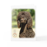 Irish Water Spaniel 9R032D-363 cards