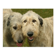 Irish Wolfhounds Post Cards