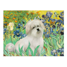 Irisis - Coton de Tulear 7 Postcard