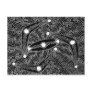 IrrgilMarrga - Boomerang/Shield Monsoon Season Postcards