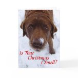 Is that Christmas I smell?