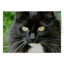 Isabel Kitty Card