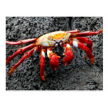 Isla Seymour, Galapagos, Red crab Post Card