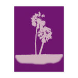 Island Palms postcards