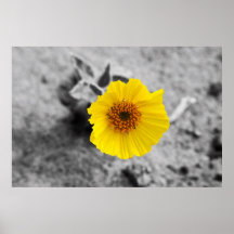 Isolated Beauty Print