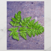 Isolated fresh fern leaf flyer