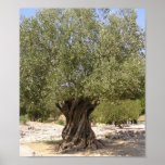 Israel Olive Tree Poster posters