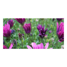 Israel Spring Flowers Custom Photo Card