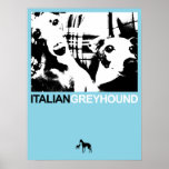 Italian Greyhound Blue II posters