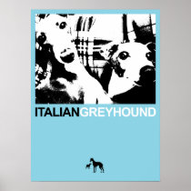 Italian Greyhound Blue II Posters
