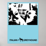 Italian Greyhound Blue posters