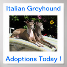 Italian Greyhound Dog Adoptions Today Signs Poster