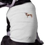 Italian Greyhound Dog Clothes