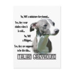 Italian Greyhound FAQ Postcard