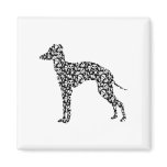 Italian Greyhound