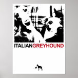 Italian Greyhound White posters