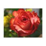 Italian Rose Post Cards